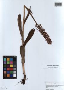 Dactylorhiza sibirica Efimov, Siberia, Altai & Sayany Mountains (S2) (Russia)