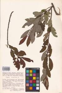 Salix cinerea L., Eastern Europe, Lower Volga region (E9) (Russia)