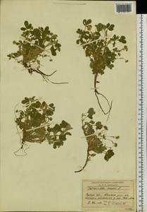 Potentilla acaulis L., Siberia, Baikal & Transbaikal region (S4) (Russia)