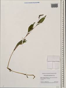 Persicaria maculosa Gray, Eastern Europe, Central forest region (E5) (Russia)