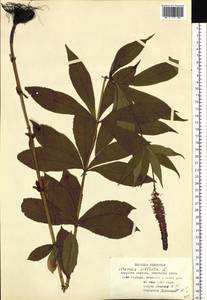 Veronicastrum sibiricum (L.) Pennell, Siberia, Russian Far East (S6) (Russia)