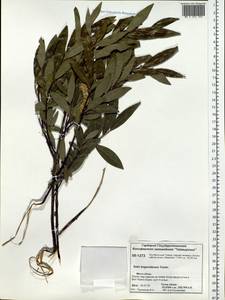 Salix boganidensis Trautv., Siberia, Central Siberia (S3) (Russia)