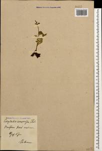 Corydalis conorhiza Ledeb., Caucasus, Krasnodar Krai & Adygea (K1a) (Russia)