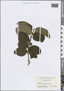 Viburnum lantana L., Caucasus, Krasnodar Krai & Adygea (K1a) (Russia)