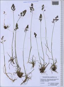 Poa angustifolia L., Siberia, Russian Far East (S6) (Russia)