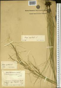 Stipa capillata L., Siberia, Altai & Sayany Mountains (S2) (Russia)