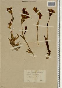 Gentiana olivieri Griseb., South Asia, South Asia (Asia outside ex-Soviet states and Mongolia) (ASIA) (Turkey)