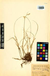 Carex iljinii V.I.Krecz., Siberia, Baikal & Transbaikal region (S4) (Russia)