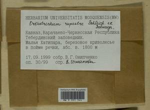 Lewinskya rupestris (Schleich. ex Schwägr.) F. Lara, Garilleti & Goffinet, Bryophytes, Bryophytes - North Caucasus & Ciscaucasia (B12) (Russia)