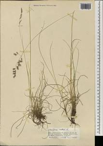 Festuca rubra L., Mongolia (MONG) (Mongolia)