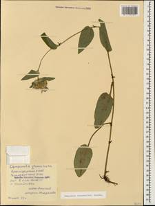 Campanula glomerata subsp. caucasica (Trautv.) Ogan., Caucasus, Black Sea Shore (from Novorossiysk to Adler) (K3) (Russia)