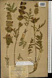 Phlomoides laciniata (L.) Kamelin & Makhm., Caucasus, Azerbaijan (K6) (Azerbaijan)