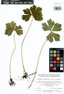 Anemonastrum baicalense (Turcz.) Mosyakin, Siberia, Baikal & Transbaikal region (S4) (Russia)