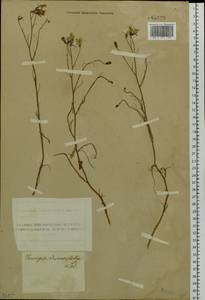 Crepidiastrum tenuifolium (Willd.) Sennikov, Siberia, Altai & Sayany Mountains (S2) (Russia)