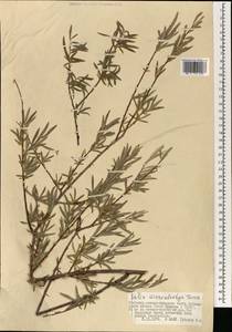 Salix microstachya Turcz. ex Trautv., Mongolia (MONG) (Mongolia)