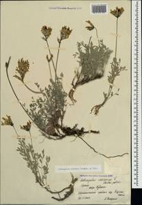 Astragalus vesicarius subsp. vesicarius, Crimea (KRYM) (Russia)