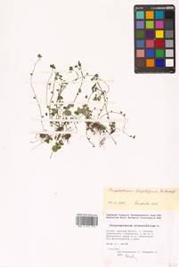 Chrysosplenium flagelliferum F. Schmidt, Siberia, Russian Far East (S6) (Russia)