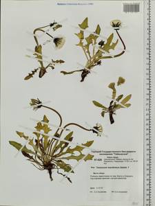 Taraxacum macilentum Dahlst., Siberia, Central Siberia (S3) (Russia)