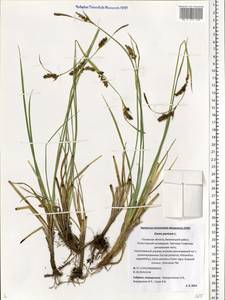 Carex panicea L., Eastern Europe, North-Western region (E2) (Russia)