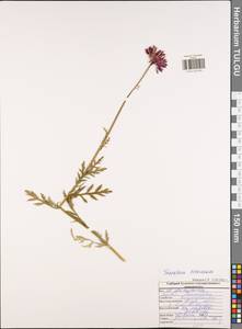 Tanacetum coccineum, Eastern Europe, Central region (E4) (Russia)