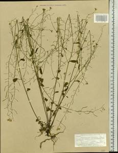 Arabidopsis arenosa subsp. arenosa, Eastern Europe, Northern region (E1) (Russia)