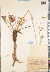 Silaum silaus (L.) Schinz & Thell., Eastern Europe, Central forest-and-steppe region (E6) (Russia)