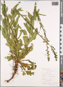 Verbascum blattaria L., Eastern Europe, Moscow region (E4a) (Russia)