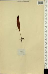 Polypodiopsida, Africa (AFR) (Saint Helena, Ascension and Tristan da Cunha)