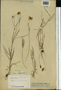 Ranunculus illyricus L., Eastern Europe, Rostov Oblast (E12a) (Russia)