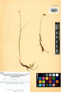 Allium anisopodium Ledeb., Siberia, Baikal & Transbaikal region (S4) (Russia)