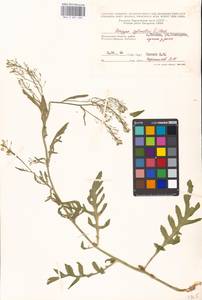 Rorippa sylvestris (L.) Besser, Eastern Europe, Moscow region (E4a) (Russia)