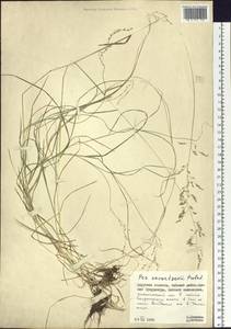 Poa alta Hitchc., Siberia, Russian Far East (S6) (Russia)