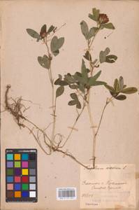 Trifolium medium L., Eastern Europe, Middle Volga region (E8) (Russia)