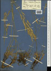 Bromus biebersteinii Roem. & Schult., Caucasus, Dagestan (K2) (Russia)