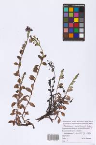 Mertensia maritima (L.) Gray, Eastern Europe, Northern region (E1) (Russia)