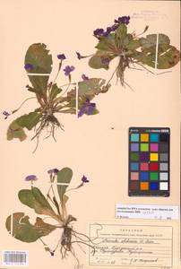 Primula vulgaris subsp. rubra (Sm.) Arcang., Caucasus, Abkhazia (K4a) (Abkhazia)