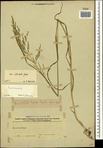 Poa trivialis L., Caucasus, Azerbaijan (K6) (Azerbaijan)