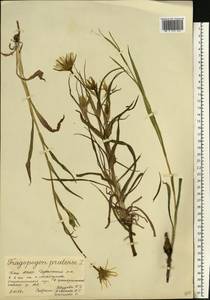 Tragopogon pratensis L., Eastern Europe, Eastern region (E10) (Russia)