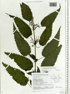 Urtica dioica subsp. pubescens (Ledeb.) Domin, Eastern Europe, Central region (E4) (Russia)