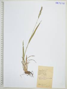 Calamagrostis arundinacea (L.) Roth, Siberia, Russian Far East (S6) (Russia)