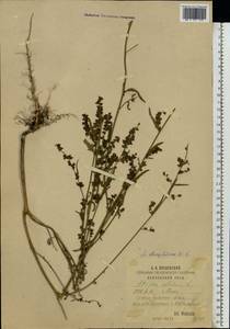 Atriplex oblongifolia Waldst. & Kit., Eastern Europe, Middle Volga region (E8) (Russia)