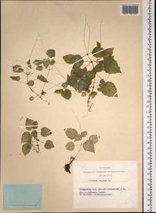 Circaea alpina L., Siberia, Western Siberia (S1) (Russia)