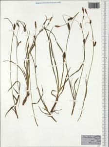 Carex distans L., Western Europe (EUR)