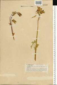 Aquilegia vulgaris L., Eastern Europe, North-Western region (E2) (Russia)