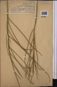 Prunus scoparia (Spach) C. K. Schneid., Middle Asia, Kopet Dag, Badkhyz, Small & Great Balkhan (M1) (Turkmenistan)