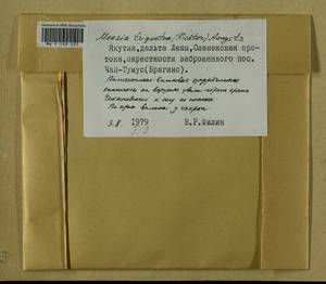 Meesia triquetra (L. ex Jolycl.) Ångstr., Bryophytes, Bryophytes - Yakutia (B19) (Russia)
