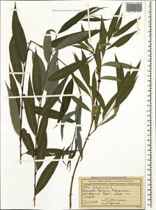 Salix babylonica L., Caucasus, Stavropol Krai, Karachay-Cherkessia & Kabardino-Balkaria (K1b) (Russia)