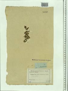 Lythrum portula (L.) D. A. Webb, Eastern Europe, Moscow region (E4a) (Russia)