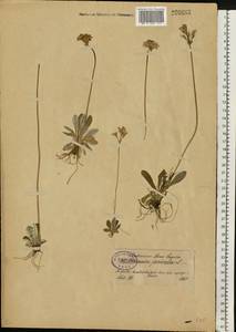 Primula farinosa L., Eastern Europe, North-Western region (E2) (Russia)