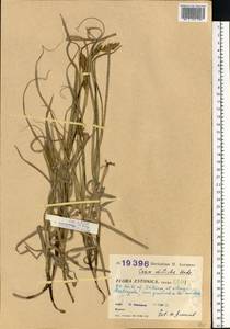 Carex disticha Huds., Eastern Europe, Estonia (E2c) (Estonia)